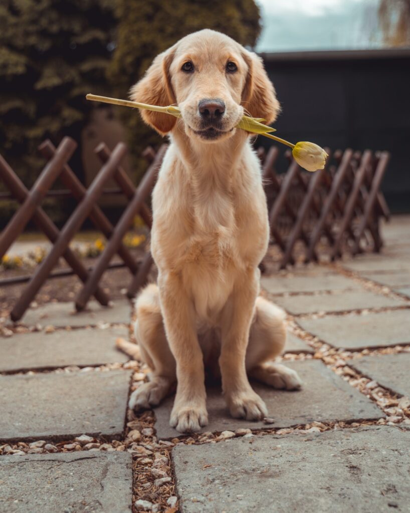 Chien chat cheval- me contacter - communication animale