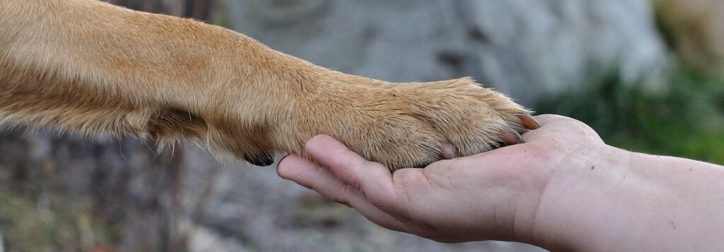 paw, hand, friendship, animal, dog, human, pet, close up - patte, animal, chien, humain, amis amitié