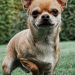 chienne chihuahua prostrée qui ne mange plus depuis plusieurs jours communication animale et soins énergétiques chienne-chihuahua-prostree-qui-ne-mange-plus-depuis-plusieurs-jours-communication-animale-et-soins-energetiques