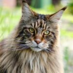communication animale chat et soins énergétiques pour ce maine coon qui est agressif communication-animale-et-soins-energetiques-pour-ce-maine-coon-qui-est-agressif - chat
