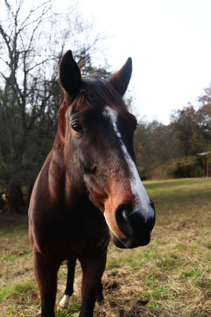 cheval compétition concours communication animale soins énergétiques - bien-être animal - compréhension
