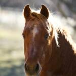 relation qui débute suite à l'achat de ce poney - communication animale et soins énergétiques relation qui débute suite à l'achat de ce poney - communication animale et soins énergétiques