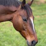 s'assurer que tout va bien pour son cheval - communication animale et soins énergétiques s'assurer que tout va bien pour son cheval - communication animale et soins énergétiques
