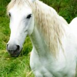soins énergétiques cheval jument avant concours pour apaisement et concentration soins énergétiques cheval jument avant concours pour apaisement et concentration