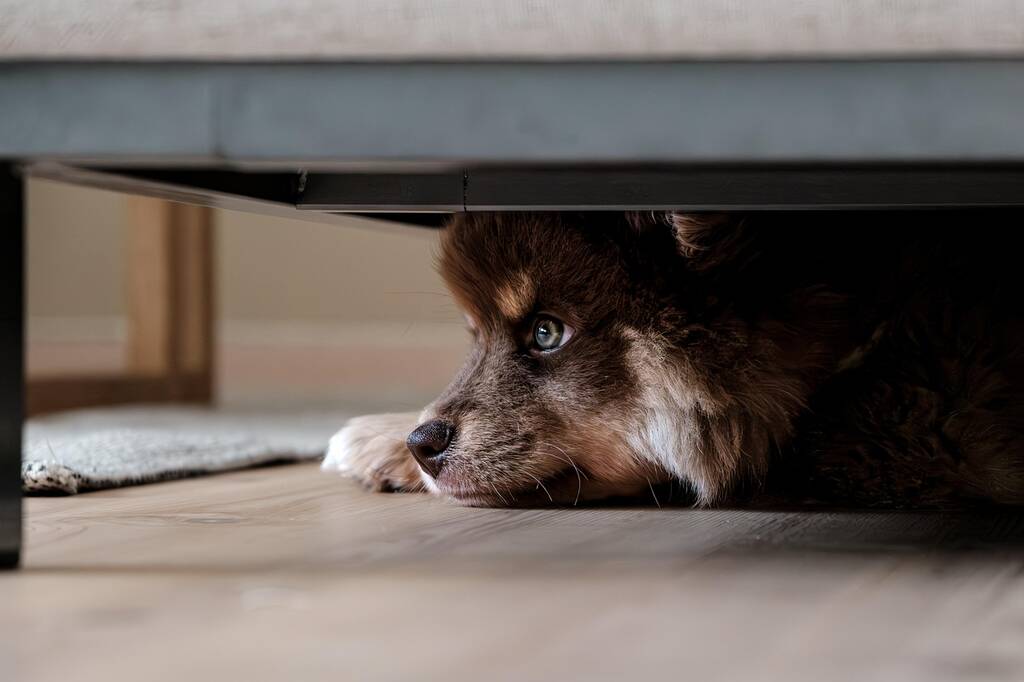 Ton chien est anxieux ou stressé -finnish lapphund, dog, puppy, lapphund, pet, animal, nature, young dog, domestic dog, canine, mammal, portrait, cute chien stressé anxieux, qui a peur qui se cache, communication animale Delphine Carré