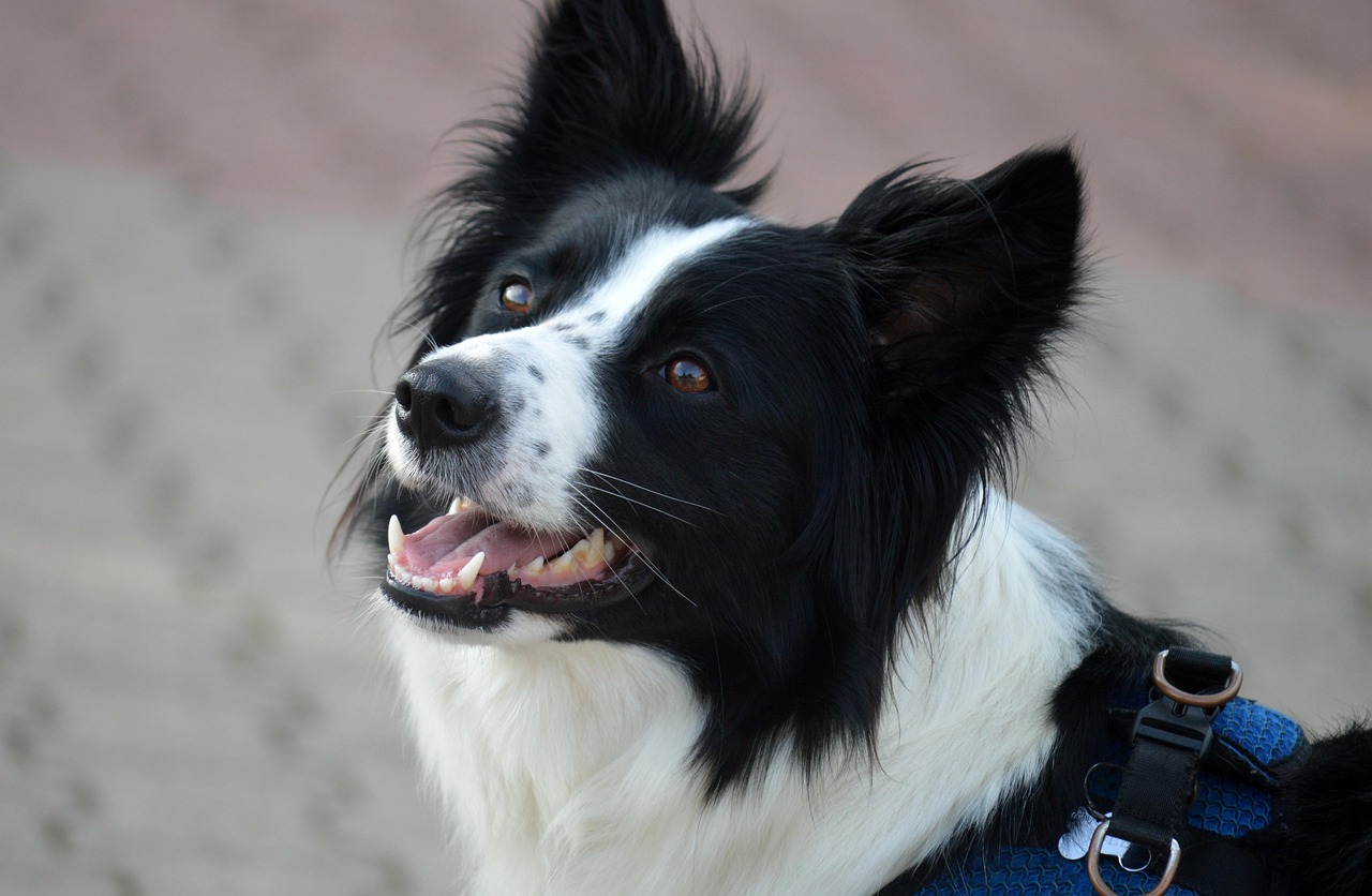 Ton chien est anxieux ou stressé -finnish lapphund, dog, puppy, lapphund, pet, animal, nature, young dog, domestic dog, canine, mammal, portrait, cute chien stressé anxieux, qui a peur qui se cache, communication animale Delphine Carré