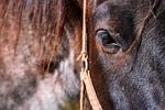 horse, head, eye, horse head, equine, horse eye, brown horse, nature, bridle, animal, mammal, mane, animal world - Ton cheval refuse d'avancer ou s’arrête sans raison ? Voici ce qu'il essaie peut-être de te dire